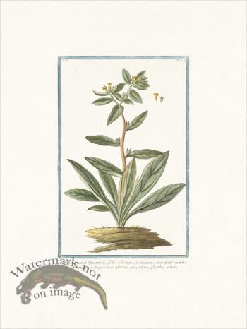 Bonelli 127 Pulmonaria Orientalis